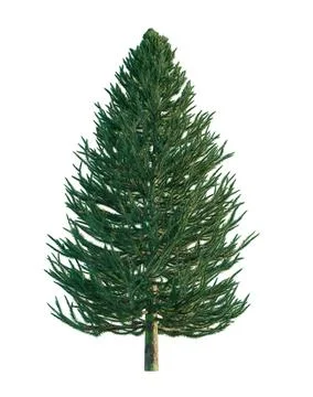 3d rendering. Coniferous tree or Christmas tree on a white background. Stock Illustration