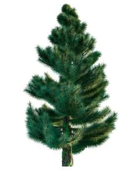 3d rendering. Coniferous tree or Christmas tree on a white background. Stock Illustration