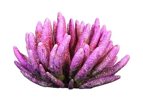 3D Rendering Coral on White Stock Illustration