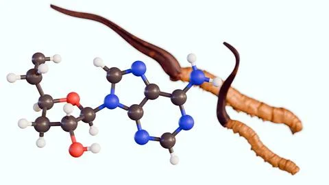 A 3d rendering of cordycepin molecules and cordyceps sinensis. Stock Illustration