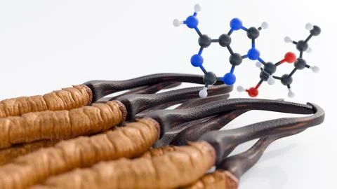 A 3d rendering of cordycepin molecules and cordyceps sinensis. Stock Illustration