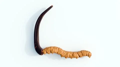 A 3d rendering of cordyceps. Stock Illustration