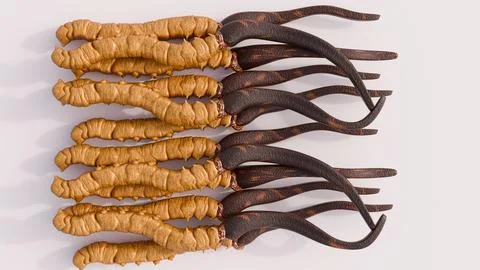 A 3d rendering of cordyceps. Stock Illustration
