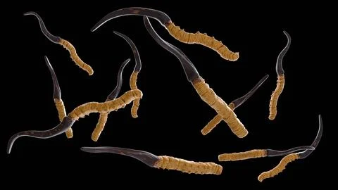 A 3d rendering of cordyceps. Stock Illustration