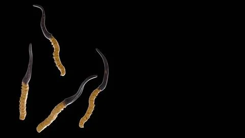 A 3d rendering of cordyceps. Stock Illustration