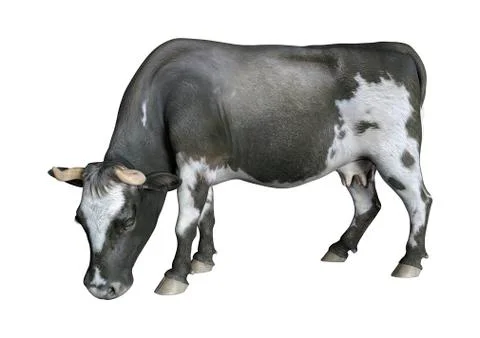 3D Rendering Cow on White Stock Illustration