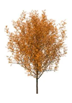 3D Rendering Crack Willow on White Stock Illustration
