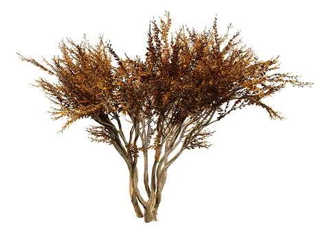 3D Rendering Crape Myrtle Plant on White Stock Illustration