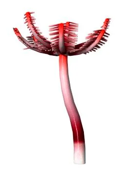 3D Rendering Crinoid on White Stock Illustration