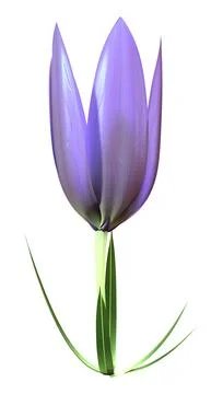 3D Rendering Crocus Flower on White Stock Illustration