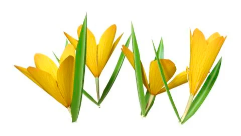 3D Rendering Crocus Flowers on White Stock Illustration