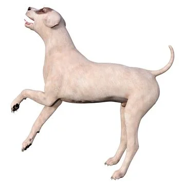3D Rendering Crossbreed Dog on White Stock Illustration
