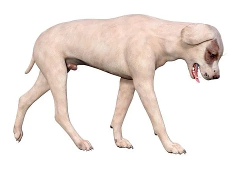 3D Rendering Crossbreed Dog on White Stock Illustration