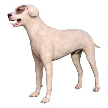 3D Rendering Crossbreed Dog on White Stock Illustration