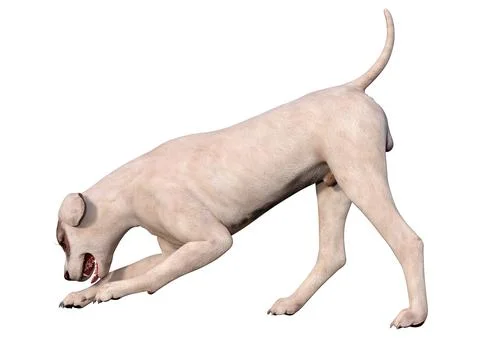 3D Rendering Crossbreed Dog on White Stock Illustration