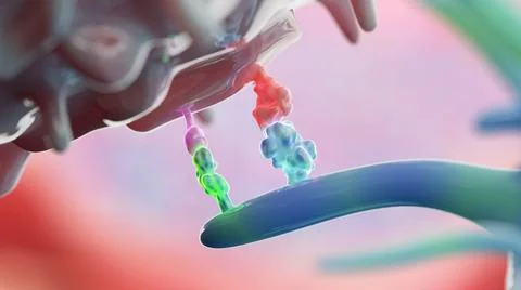 3D Rendering of CTLA4 Immune Priming Stock Illustration