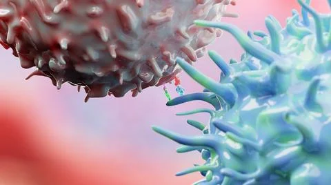 3D Rendering of CTLA4-mediated Immune Priming Stock Illustration