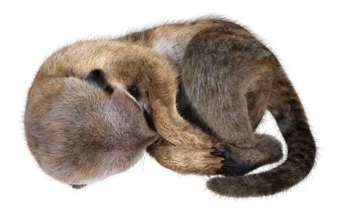 3D rendering cute meerkat isolated on white background Stock Illustration