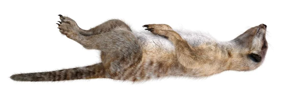 3D rendering cute meerkat isolated on white background Stock Illustration