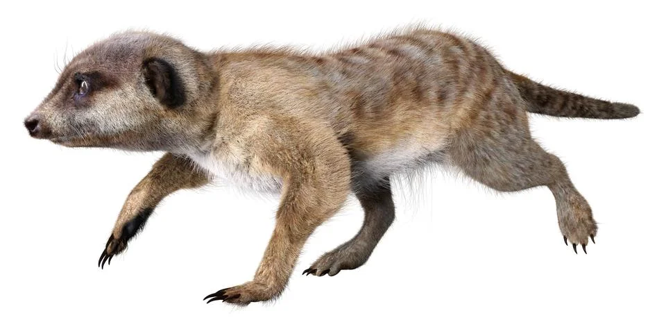 3D rendering cute meerkat isolated on white background Stock Illustration