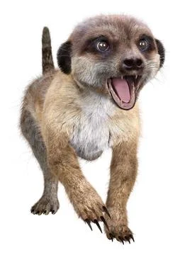 3D rendering cute meerkat isolated on white background Stock Illustration