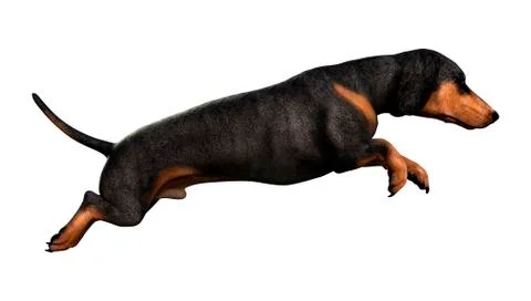 3D Rendering Dachshound on White Stock Illustration