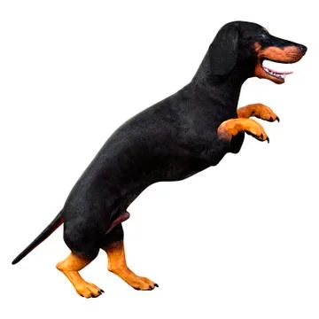 3D Rendering Dachshound on White Stock Illustration