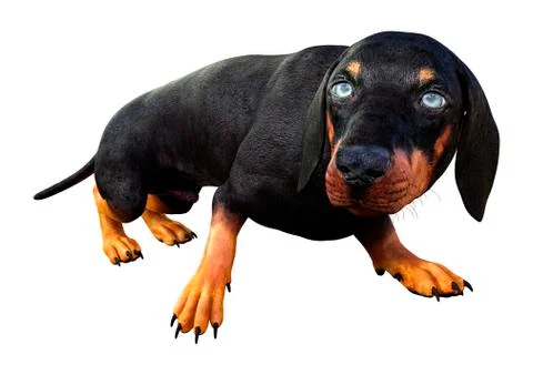 3D Rendering Dachshound on White Stock Illustration