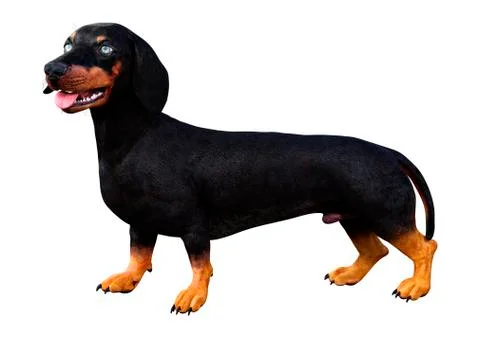 3D Rendering Dachshound on White Stock Illustration