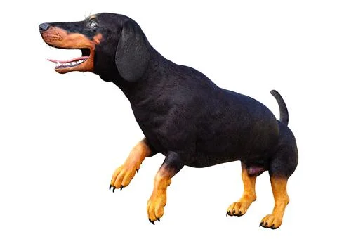 3D Rendering Dachshound on White Stock Illustration