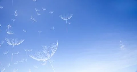 3d rendering of dandelion blowing silhouette. Flying blow dandel Stock Illustration