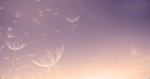 3d rendering of dandelion blowing silhouette. Flying blow dandel Stock Illustration