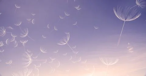 3d rendering of dandelion blowing silhouette. Flying blow dandel Stock Illustration