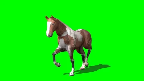 3D rendering of Dapple-trot Horse on green screen Stock Footage 113205889