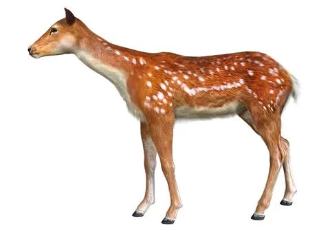 3D Rendering Deer on White Stock Illustration
