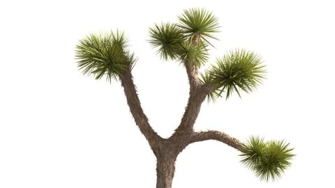 3D Rendering Of Desert Plant - Isolated Over White Background Stock Illustration