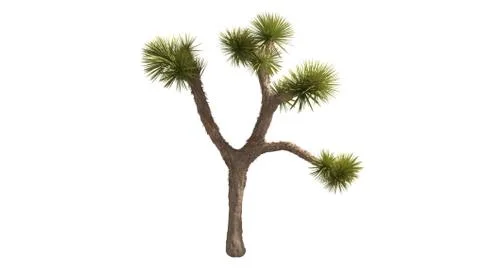 3D Rendering Of Desert Plant - Isolated Over White Background Stock Illustration