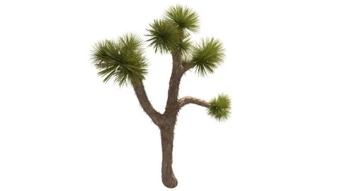 3D Rendering Of Desert Plant - Isolated Over White Background Stock Illustration