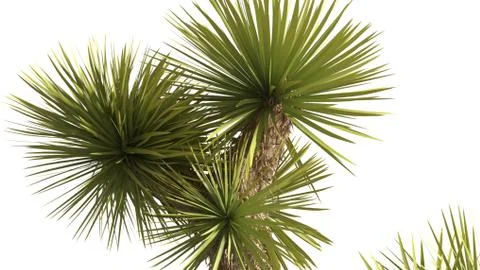 3D Rendering Of Desert Plant - Isolated Over White Background Stock Illustration
