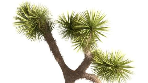 3D Rendering Of Desert Plant - Isolated Over White Background Stock-Illustration