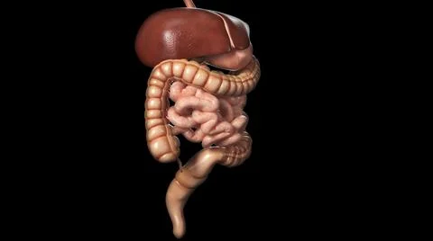 3D rendering of a digestive system of a young man 스톡 일러스트