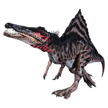 3D Rendering Dinosaur Spinosaurus on White Stock Illustration