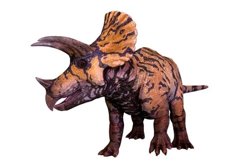 3D Rendering Dinosaur Triceratops  on White Stock Illustration