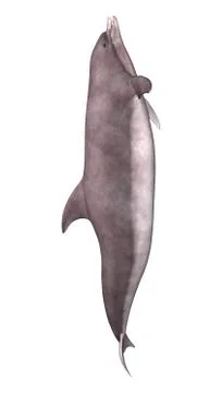 3D Rendering Dolphin on White Stock Illustration