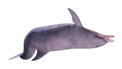 3D Rendering Dolphin on White Stock Illustration