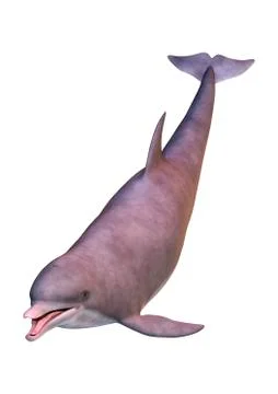 3D Rendering Dolphin on White Stock Illustration