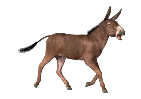 3D Rendering Donkey on White Stock Illustration