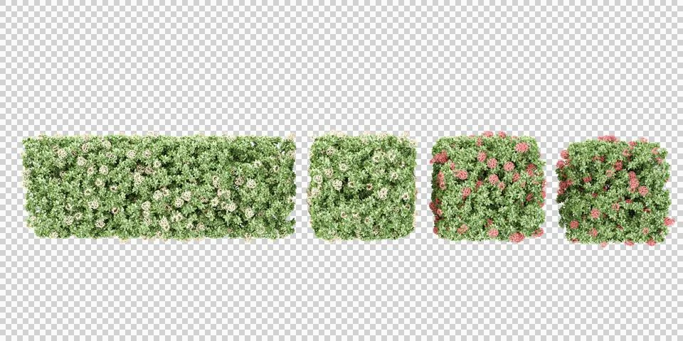 3d rendering of Dwarf ixora trees from top view Stock Photos