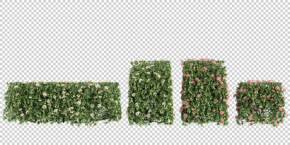 3d rendering of Dwarf ixora trees Stock Photos