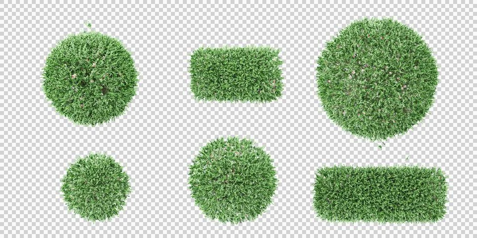 3d rendering of Dwarf orange jessamine trees on transparent background,top vi Stock Photos